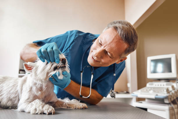 Best Emergency Tooth Extraction in Fort Valley, AZ